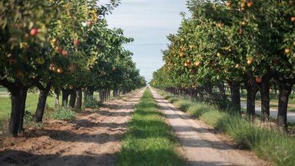 Un propriétaire doit abattre ses arbres fruitiers jugés trop proches du trottoir "on nous reproche de faire de l’ombre au goudron