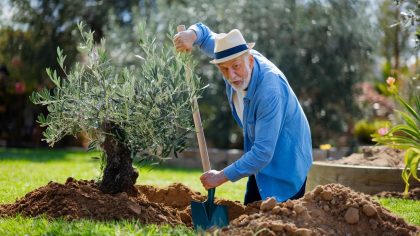 Un retraité creuse un trou pour planter un olivier et reçoit une amende "ils disent que ça change l’usage du terrain c’est une injustice criante" raconte-t-il