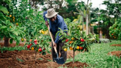 Un retraité plante des arbres fruitiers et reçoit une amende "ils disent que ça change la valeur de la propriété c’est un scandale complet" dénonce-t-il