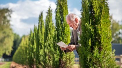 Un retraité plante un alignement de cyprès pour se cacher des regards et reçoit une lettre "ils disent qu’ils dépassent la limite autorisée" raconte-t-il