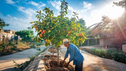 Un retraité plante un arbre fruitier trop près du chemin communal et reçoit une sommation “ils veulent qu’on coupe nos arbres centenaires” s’indigne-t-il