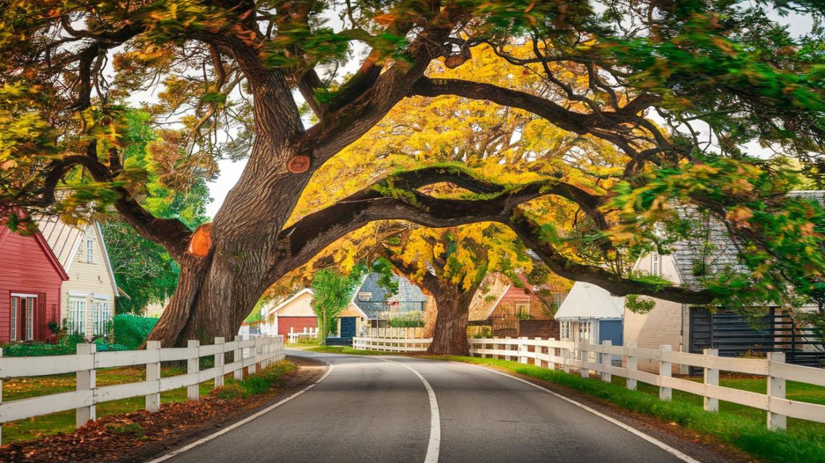 Un retraité reçoit une amende car son arbre centenaire penche vers la route “ils m’ordonnent de l’abattre alors qu’il fait partie du paysage du village” déplore-t-il