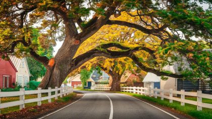 Un retraité reçoit une amende car son arbre centenaire penche vers la route “ils m’ordonnent de l’abattre alors qu’il fait partie du paysage du village” déplore-t-il