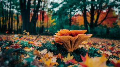 Une épidémie fongique inconnue détectée dans les forêts américaines menace la chaîne alimentaire "aucun traitement n’est efficace à ce jour