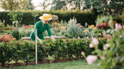 Une jardinière plante une haie décorative et se voit infliger une amende "ils disent qu’elle dépasse la hauteur légale de dix centimètres c’est ridicule" raconte-t-elle