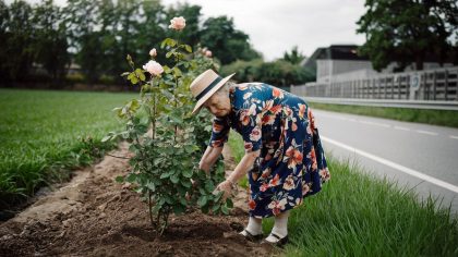 Une retraitée plante des rosiers en bord de route et reçoit une lettre "ils disent que ça empiète sur le domaine public c’est ridicule" dénonce-t-elle