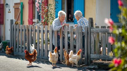 Une retraitée reçoit un avertissement car ses poules passent chez le voisin “elles grattent un peu et tout de suite on appelle la mairie” explique-t-elle