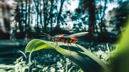 « Vous n’allez pas en croire vos yeux » l’armée française déploie officiellement des drones-insectes capables d’espionner sans être détectés dès le 4 août 2025